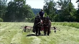 Сделай свое сено с лошадьми