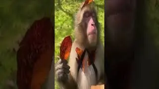 Маи люпимие праточки #monkey #animals #funny #mono #memes