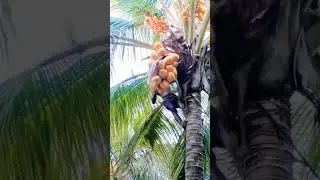 🌴hybrid Coconut Water tree#shortsvideo#shorts#amazing#trending#coconut#video#happy#reels#youtube