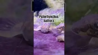 Algae grazing | Psilorhynchus balitora