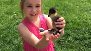 10 May 2015, ducklings in Odessa