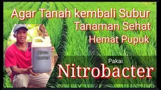 Ingin Tanah Kembali Subur, dan Hemat Pupuk? Ikuti Cara Pengembangbiakkan Nitrobacter Ini ...