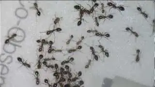 Fire ants vs. Rasberry Crazy Ants