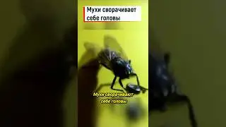Мухи сворачивает себе головы #shorts #муха #насекомые