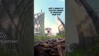 Doggie Daycare Happiness #dogdaycare