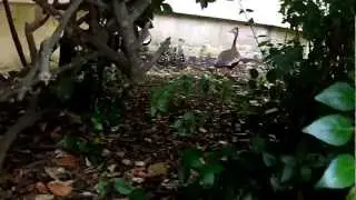 ducks in 558th courtyard
