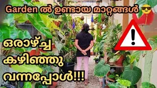 When I was away from home for a few days| garden cleaning| garden tour malayalam| marine flavours