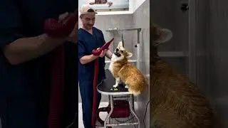 КОРГИ ДЖЕМ ИСПУГАЛСЯ ПОЛТЕРГЕЙСТА В ГРУМИНГ-САЛОНЕ #собаки #груминг #grooming #vlog #тбилиси #грузия