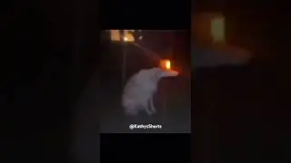 dawg alarm #dog #memes