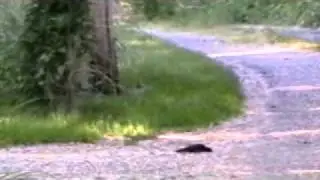 Crow riot...or funeral?