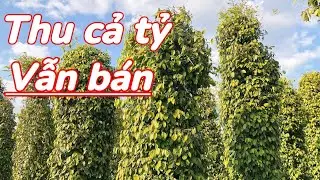 💥💥 Si&ecirc;u phẩm tr&ecirc;n 1,7 ha, gần QL14A, nh&agrave; tạm, đất bằng, hồ ti&ecirc;u, c&agrave; ph&ecirc;, sầu ri&ecirc;ng thu mạnh