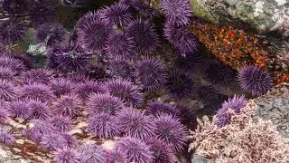 Kelp forests have a MAJOR problem: sea urchins | Oceana