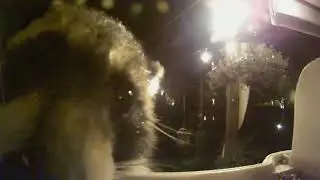 12 lb. Raccoon Visit to ClearView Deluxe Window Bird Feeder