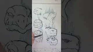 tortoise face 1 | illustration & drawing
