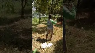 Inokulasi Gyrinops versteegii