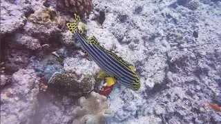 Lux South Ari Napolean Wrasse 2023