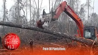 Palm Oil Plantations. Still plundering on?