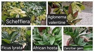 Schefflera| Aglonema valentine| Ficus lyrata| Zanzibar gem| African hosta
