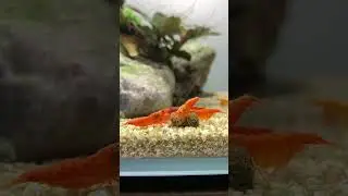 Корм для донных рыб от SAS