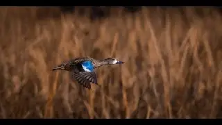 WILDLIFE PHOTOGRAPHY **** Cardinals, Ducks, Hummingbirds, and Deer****