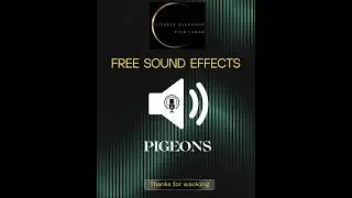 PIGEONS - PICCIONI #freesoundeffects  #soundeffects  #sound  #effettisonori  #audio #suonireali