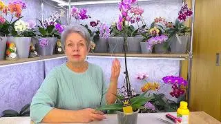 Что убивает орхидеи в первые недели после покупки? Не совершайте ошибок!