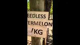 Welcome # MY FIRST VLOG#2026.  Picking Up Grapes 🍇 | Vlog 🍇Please Subscribe, like & share#Thank you