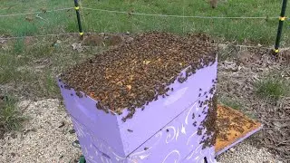 Purple hive was overflowing with bees | Time to do a split