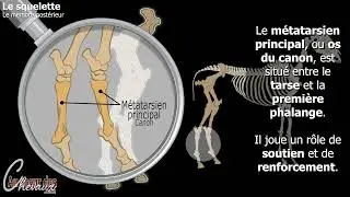 Hippologie - Les différentes parties du squelette du membre postérieur du cheval