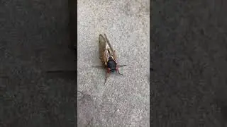 Brood X   Cicada Invasion   Maryland May 2021