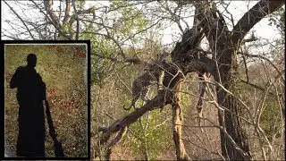 Leopard Cub Chases Squirrel