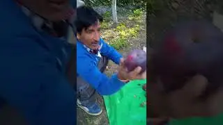 Apple season #kinnaur #applefarming #sangla  #sanglavalley #plucking #tourism