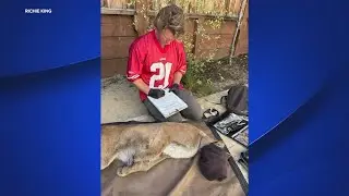 Mountain lion captured in SF neighborhood is no stranger for biologist