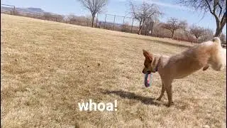 Rosie-Red Heeler/ Australian Cattle Dog backflip progression part 1