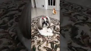 Shih Tzu has a new doggie friend 🐶🤣 Cute Lacey dog 🐾 #shorts #shihtzu