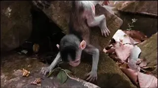Gorgeous tiny baby monkey family - Real mom to care Monkeys in Nature - Wildlife Video