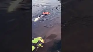 Big katla short#tranding#angler#bangali#1000subscriber#1k#reel#katlabait#bigfish#shorts#video #1m#