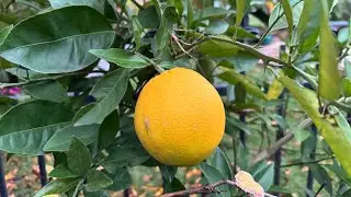 ORANGE TREE UPDATE!!!!!!!!!