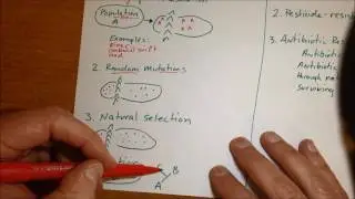 How does two species evolve from one? AND Natural selection examples - Review the basics