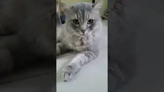 My cat wink at me #shorts #cat