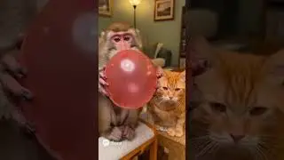 Unexpected Balloon Explosion! Cat vs Monkey 🤯🐱🐒 #funny #monkey #cat #balloon #viralshorts