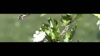 zweefje