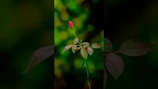 nature photo editing | lightroom editing nature | nature photo editing snapseed 2024 #short