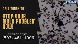 Mold Removal | The Pure Maintenance Process | (503) 461-1006