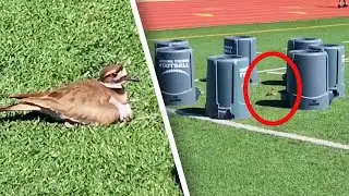 Bird Lays Eggs on High School Football Field