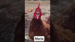 MARIA - găina strig&acirc;