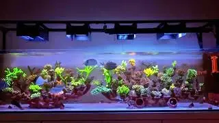 Branch-shaped reefscapes are most suitable for beginners, but ceramic products must be used.