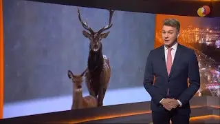 Hirvekaamera Kanal 2 Reporteris 23.12.2025