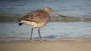 Hudsonian Godwit