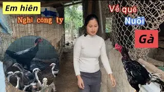Lý do em hiên nghỉ công ty về quê nuôi gà, nuôi lợn, và cuộc sống của em hiên hiện tại liệu có ổn